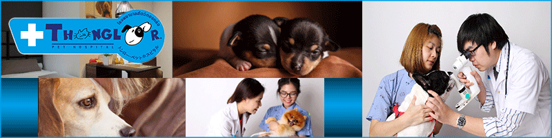 งาน หัวหน้าหน่วย Pet Shop (ขายผลิตภัณฑ์ สุนัข+แมว)  สาขาสุขุมวิท  รับด่วน 1 ตำแหน่ง  * *  โรงพยาบาลสัตว์ทองหล่อ