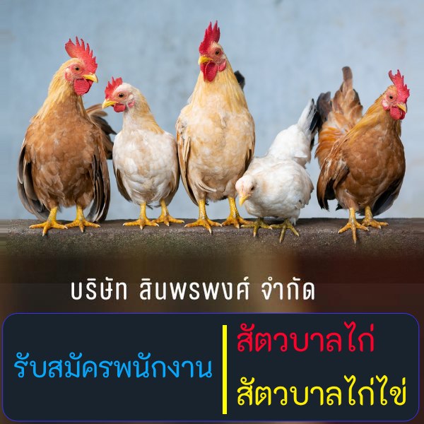 รับสมัครงานที่ บริษัท-สินพรพงศ์-จำกัด