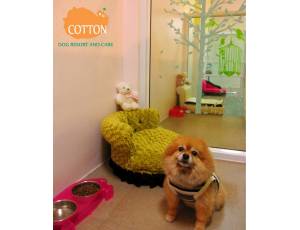 cotton dog resort