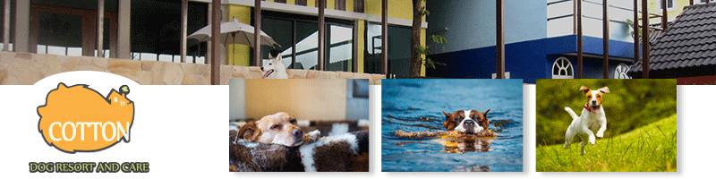 งาน พนักงานดูแลสุนัขบนสระว่ายน้ำ Cotton Dog Resort and Care