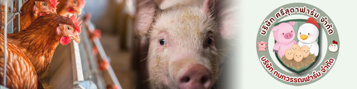 งาน สัตวแพทย์ บริษัท กนกวรรณและศรีสุดาฟาร์ม จำกัด